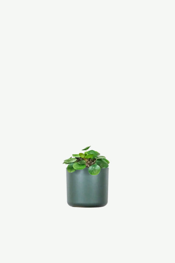 Peperomia Lemon Lime