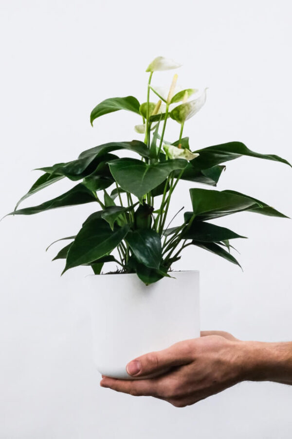 Golden Pothos Pole - Görsel 2