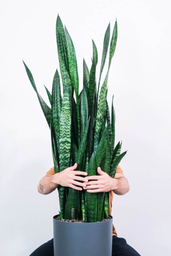 Sansevieria Laurentii - Görsel 2