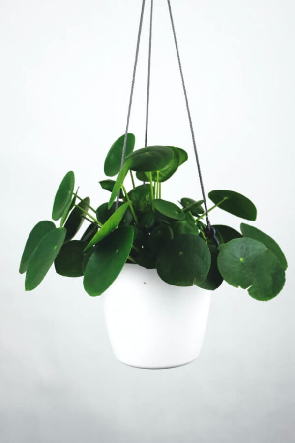 Pilea Peperomioides - Görsel 2