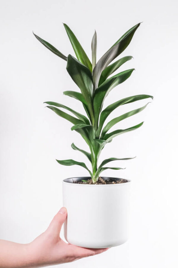 Dracaena Lisa - Görsel 2